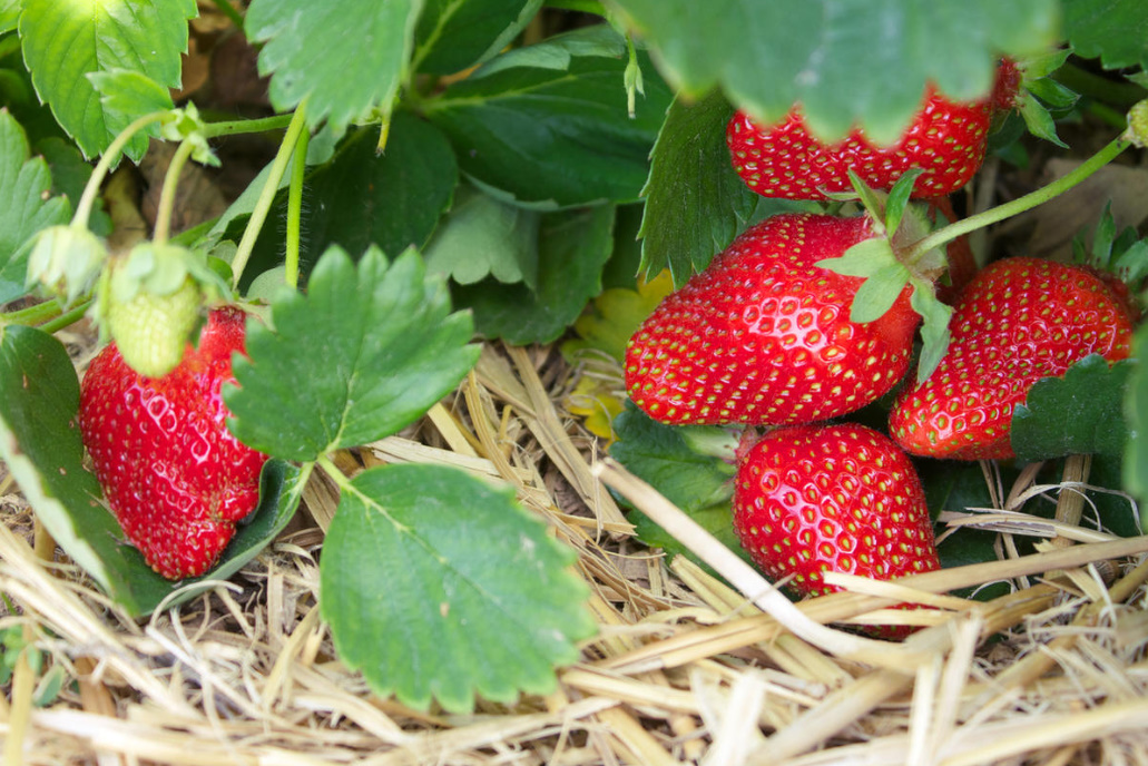 Hay And Straw: 8 Ways To Use In The Country