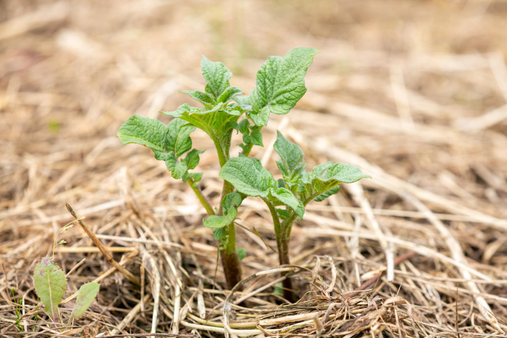 Hay And Straw: 8 Ways To Use In The Country