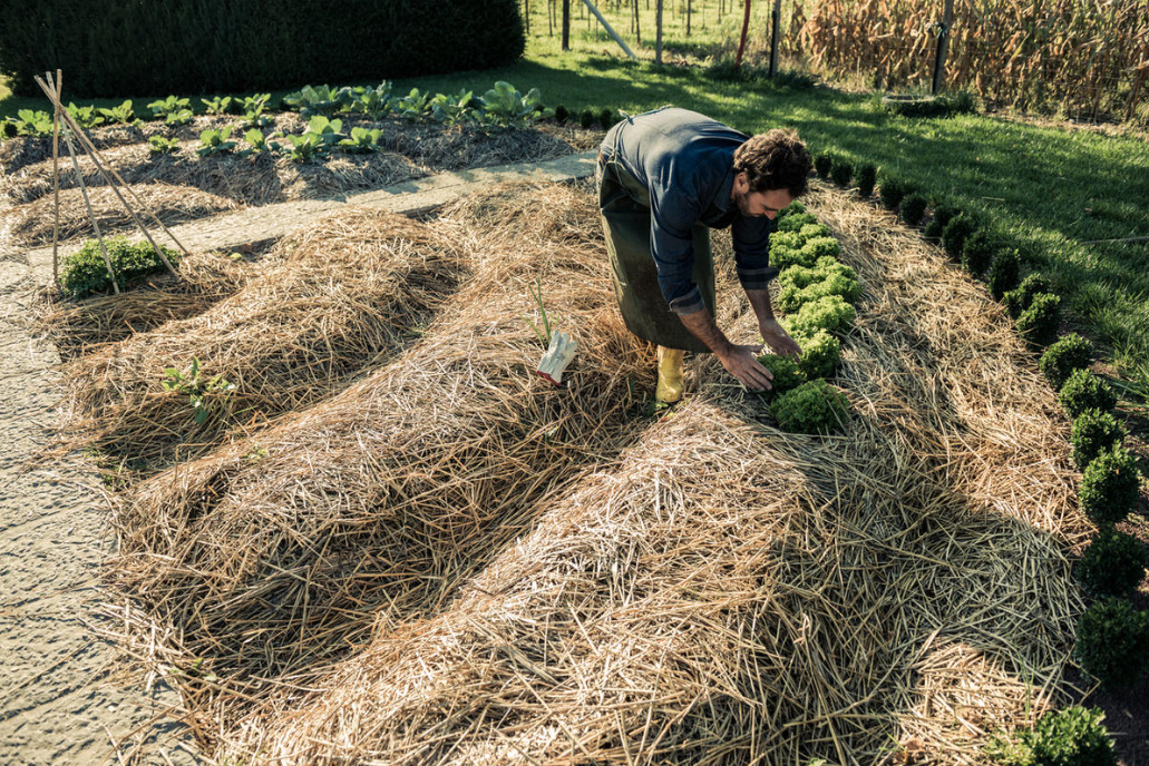 Hay And Straw: 8 Ways To Use In The Country