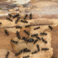 How To Defeat Ants In The Garden And Vegetable Garden: Biological And Chemical Means
