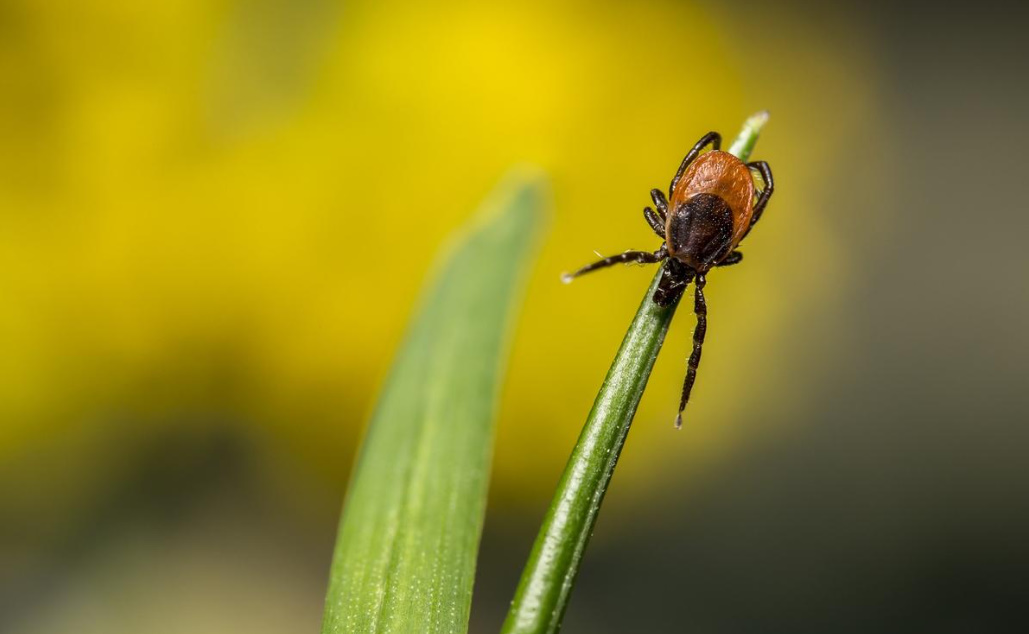 Ixodic Ticks: What Is The Danger Of a Bite And How To Protect Yourself ...