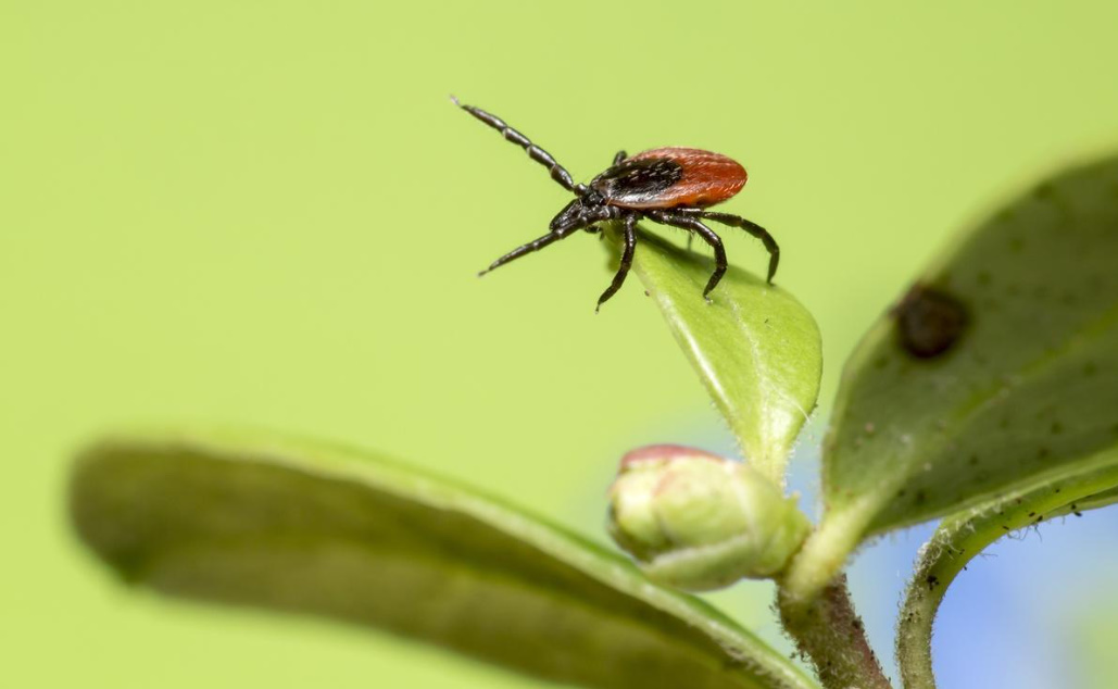 Ixodic Ticks: What Is The Danger Of a Bite And How To Protect Yourself