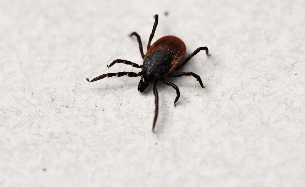 Ixodic Ticks: What Is The Danger Of a Bite And How To Protect Yourself