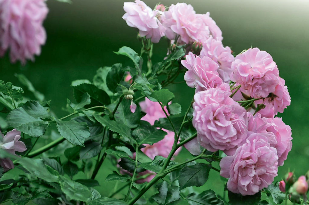 Rosa Moschata: The Best Varieties And Care Features