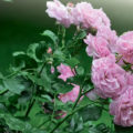 Rosa Moschata: The Best Varieties And Care Features