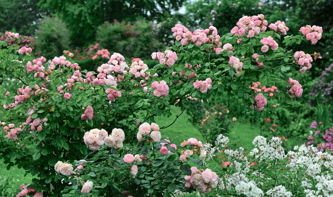 Rosa Moschata: The Best Varieties And Care Features