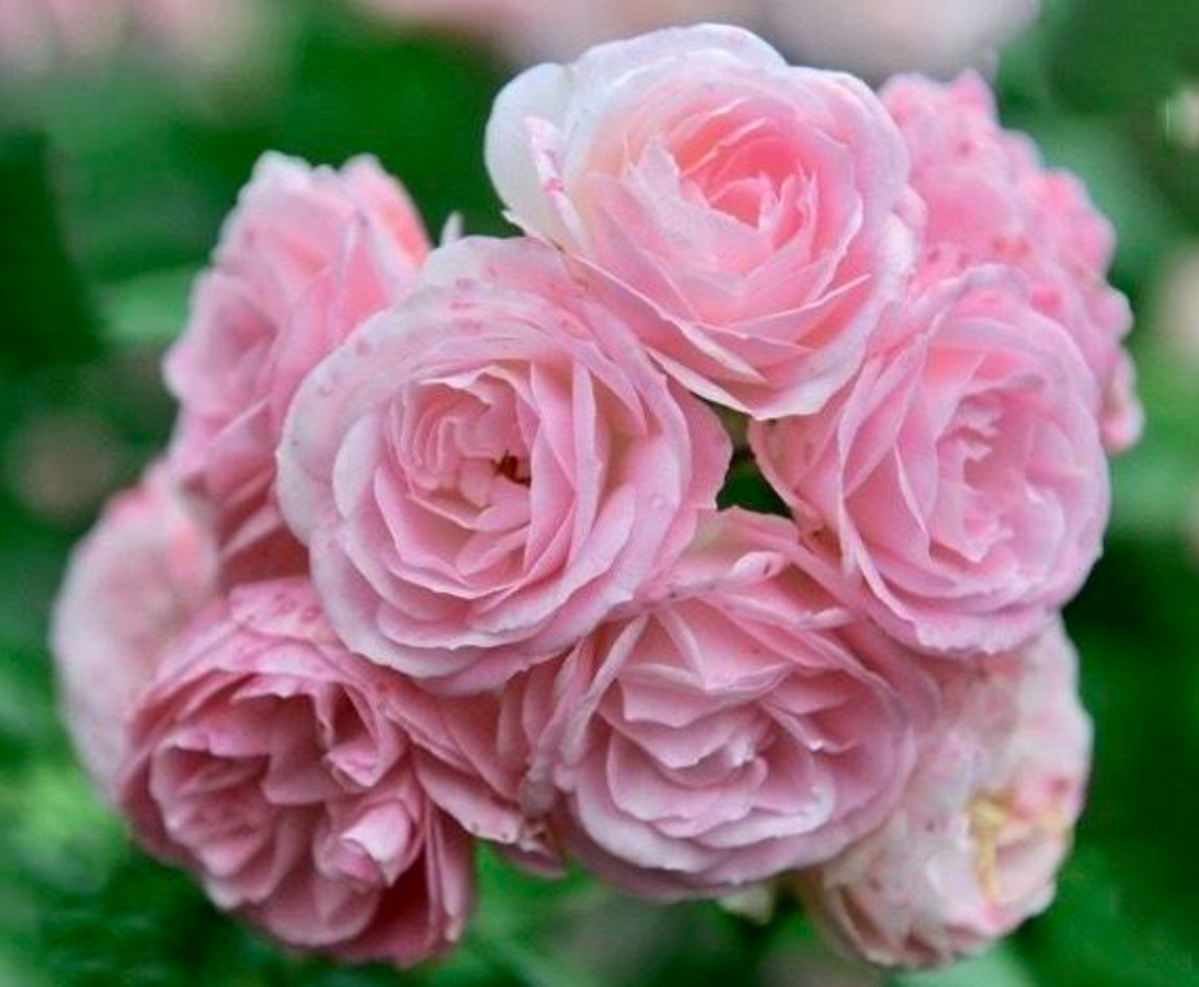 Rosa Moschata: The Best Varieties And Care Features