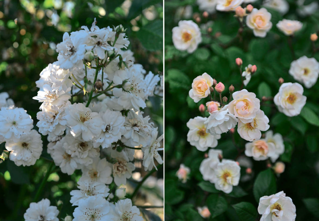 Rosa Moschata: The Best Varieties And Care Features