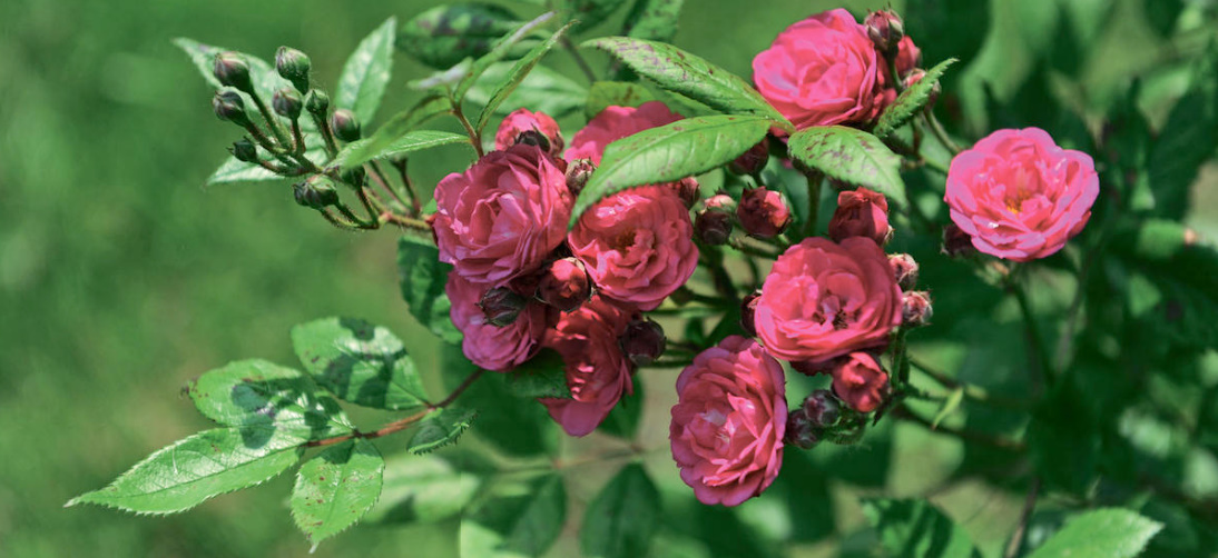 Rosa Moschata: The Best Varieties And Care Features