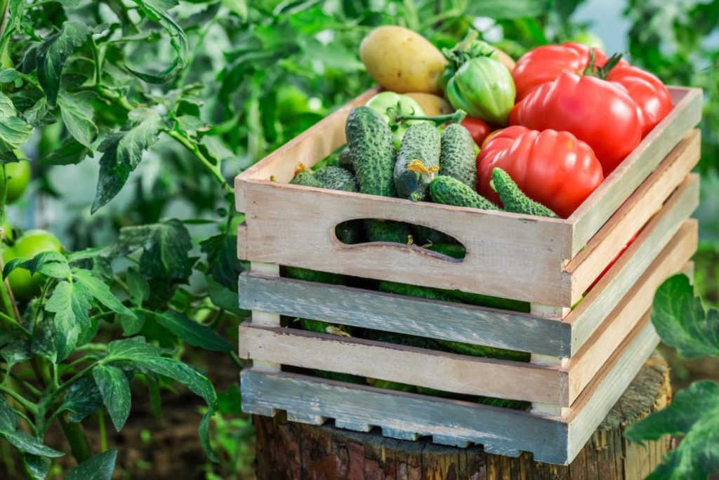 Secrets of experienced gardeners: how to increase the yield of Vegetables