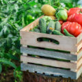 Secrets of experienced gardeners: how to increase the yield of Vegetables