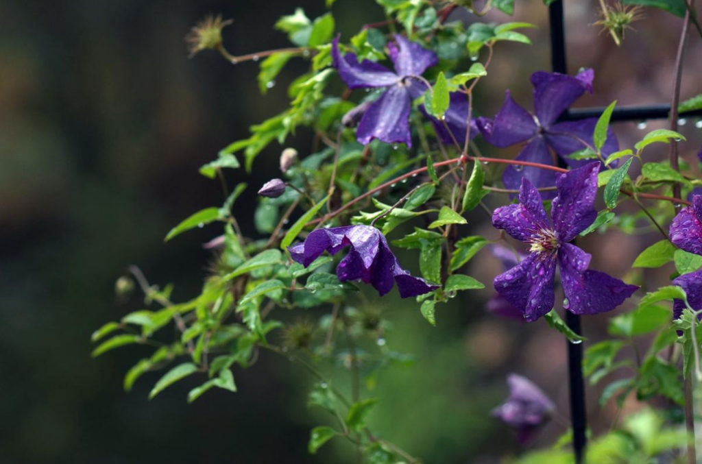 Supports For Clematis: a Collection Of Ideas