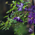 Supports For Clematis: a Collection Of Ideas