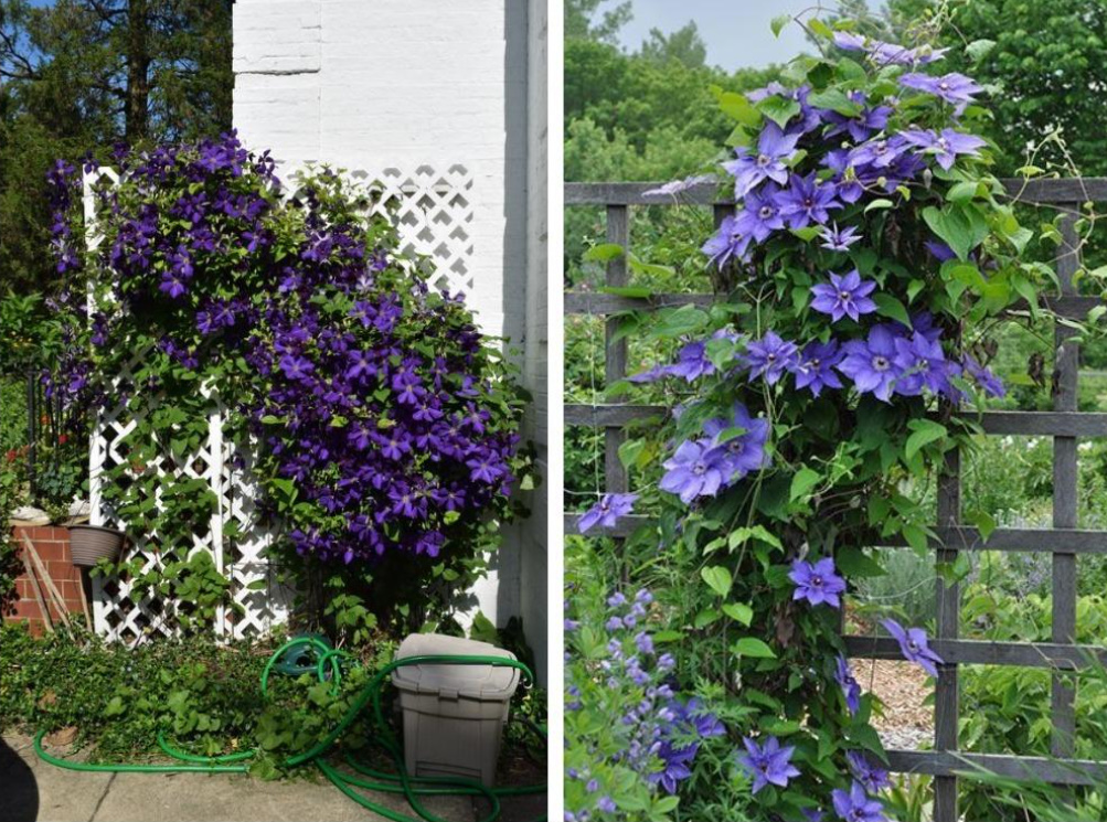 Supports For Clematis: a Collection Of Ideas
