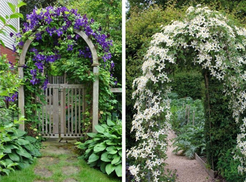 Supports For Clematis: a Collection Of Ideas