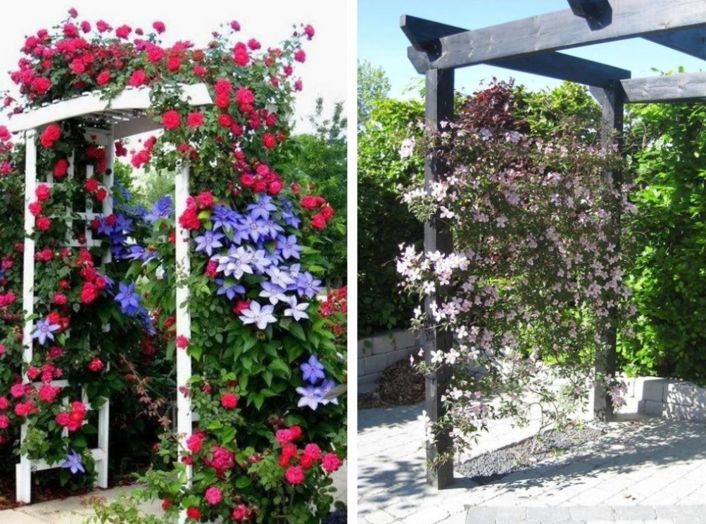 Supports For Clematis: a Collection Of Ideas