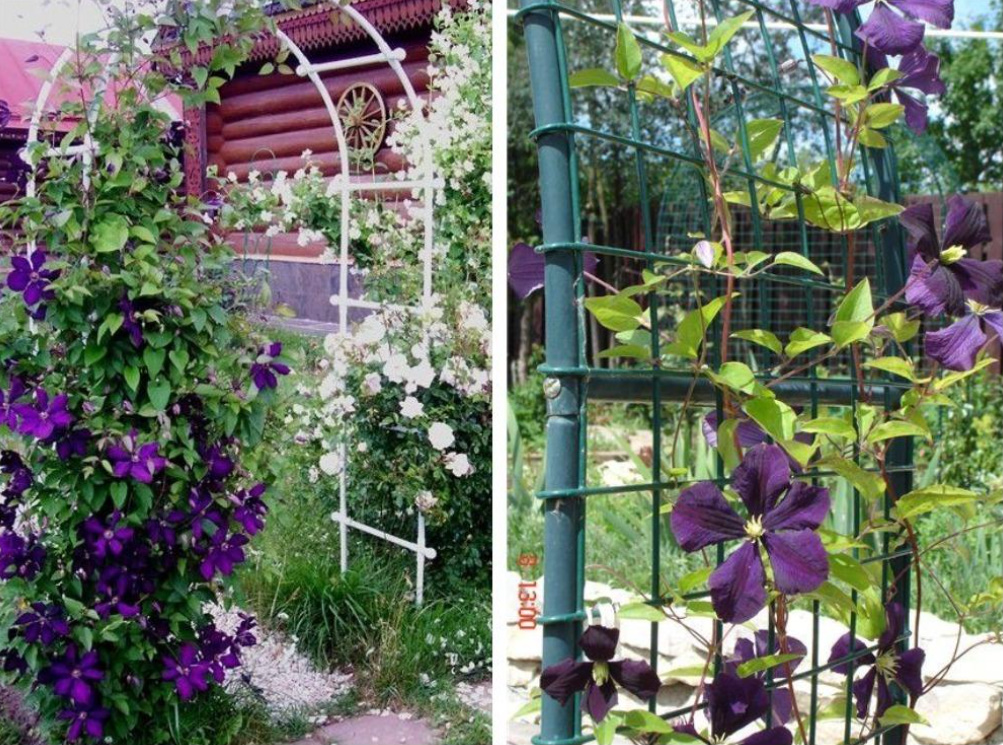 Supports For Clematis: a Collection Of Ideas