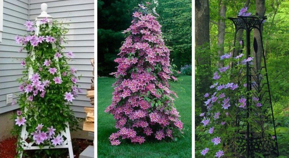 Supports For Clematis: a Collection Of Ideas