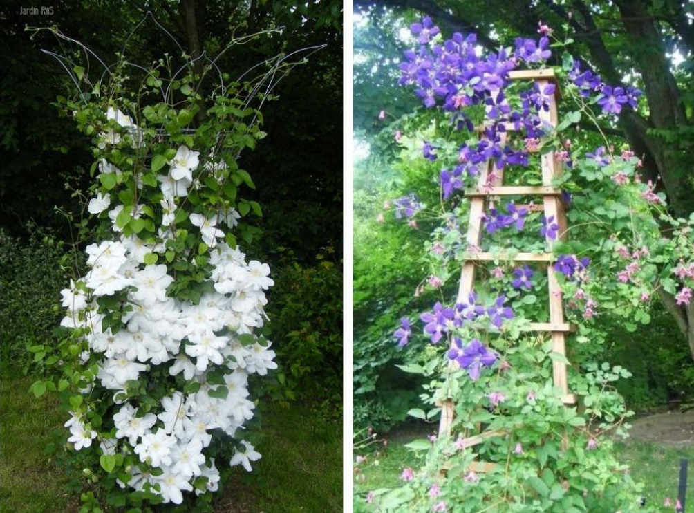 Supports For Clematis: a Collection Of Ideas