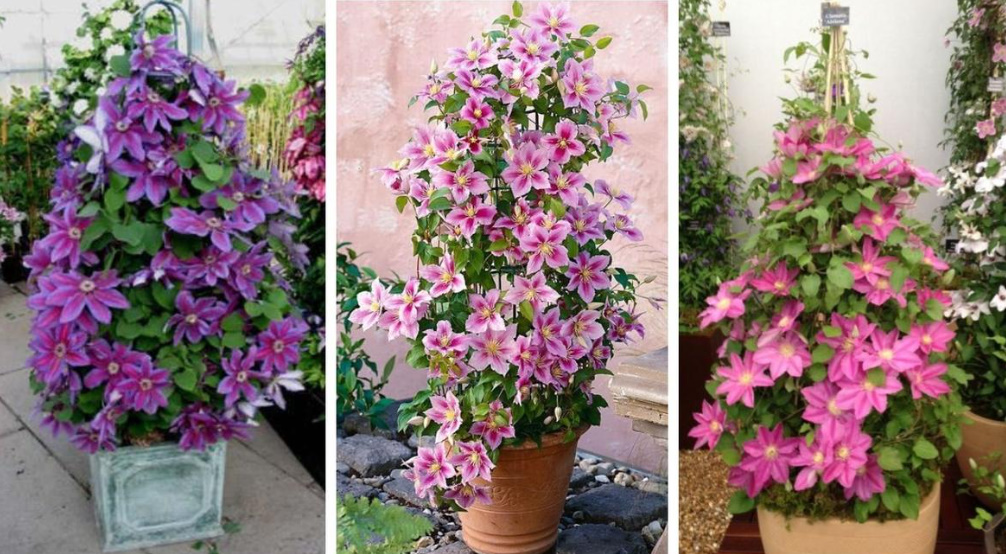 Supports For Clematis: a Collection Of Ideas