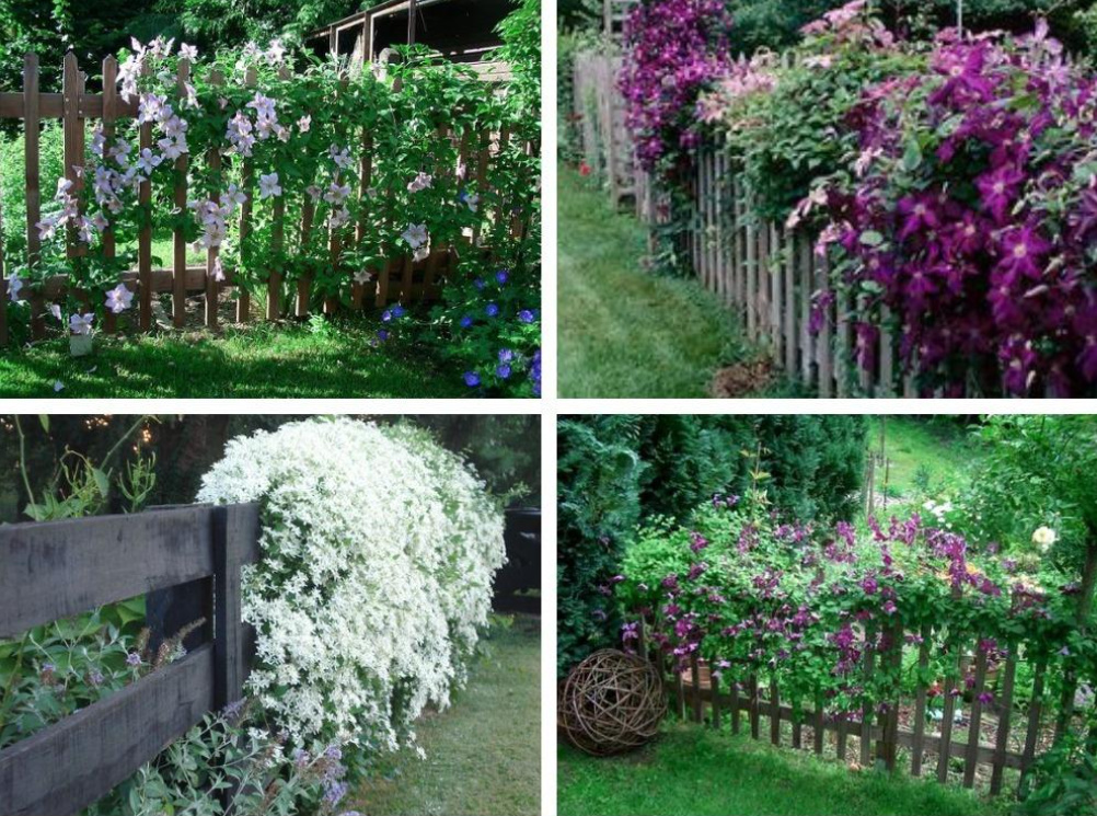 Supports For Clematis: a Collection Of Ideas