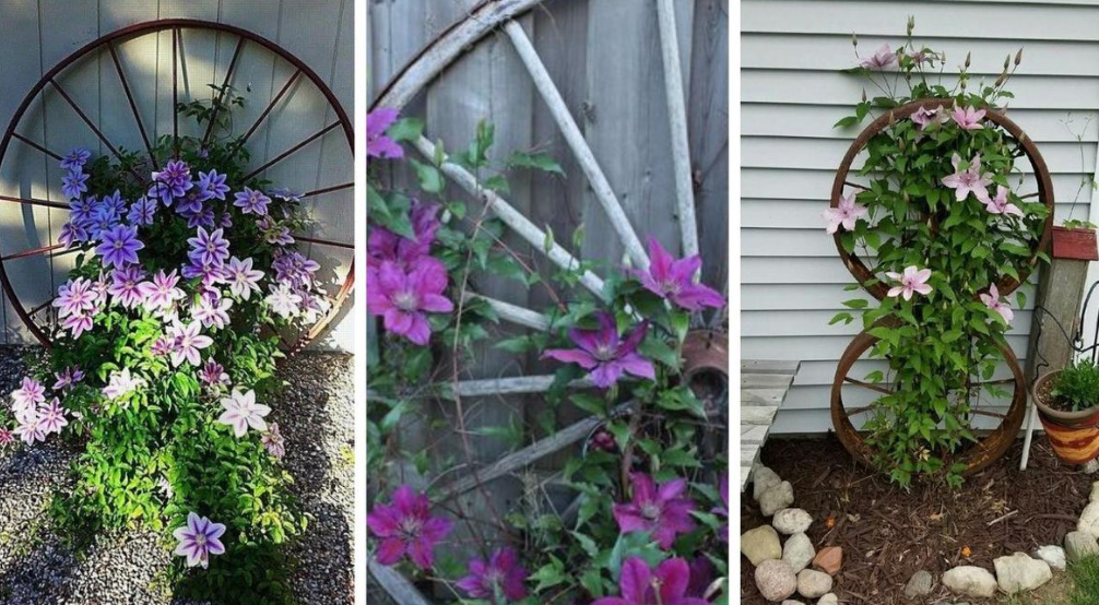 Supports For Clematis: a Collection Of Ideas