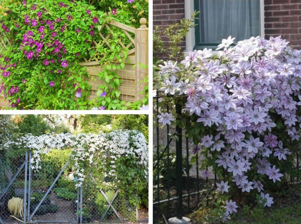 Supports For Clematis: a Collection Of Ideas