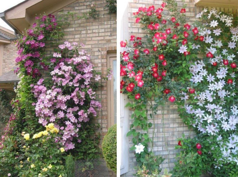 Supports For Clematis: a Collection Of Ideas