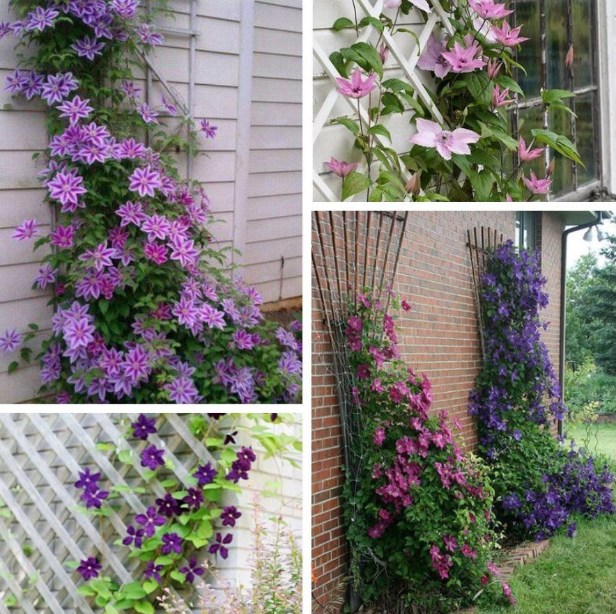 Supports For Clematis: a Collection Of Ideas