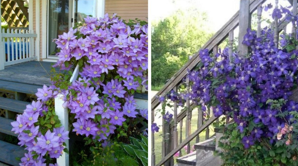 Supports For Clematis: a Collection Of Ideas