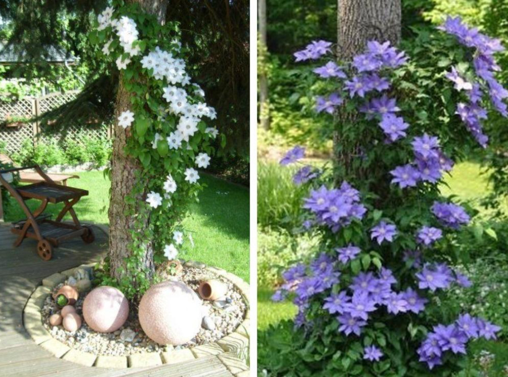 Supports For Clematis: a Collection Of Ideas