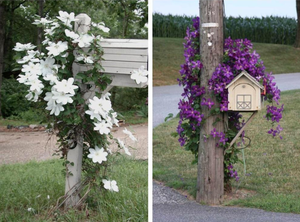 Supports For Clematis: a Collection Of Ideas