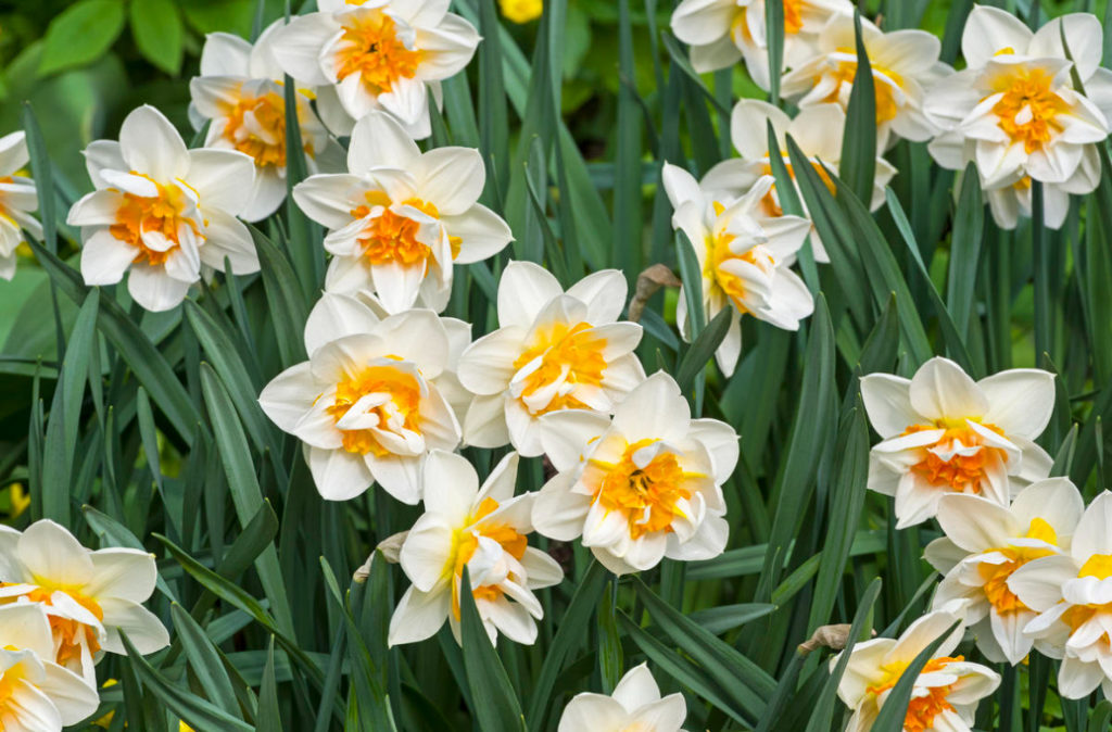 Terry Daffodils: 15 Spectacular Varieties