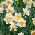 Terry Daffodils: 15 Spectacular Varieties