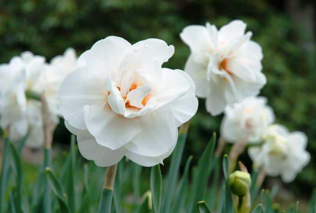 Terry Daffodils: 15 Spectacular Varieties