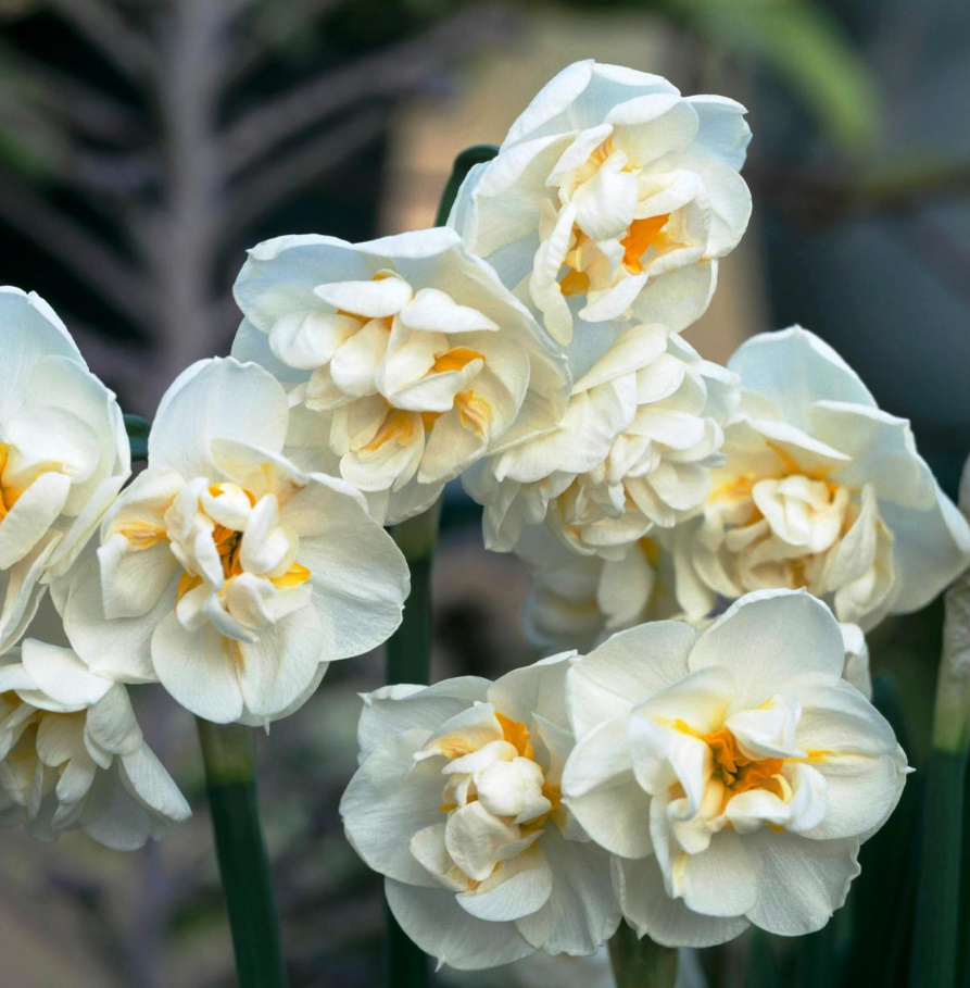 Terry Daffodils: 15 Spectacular Varieties