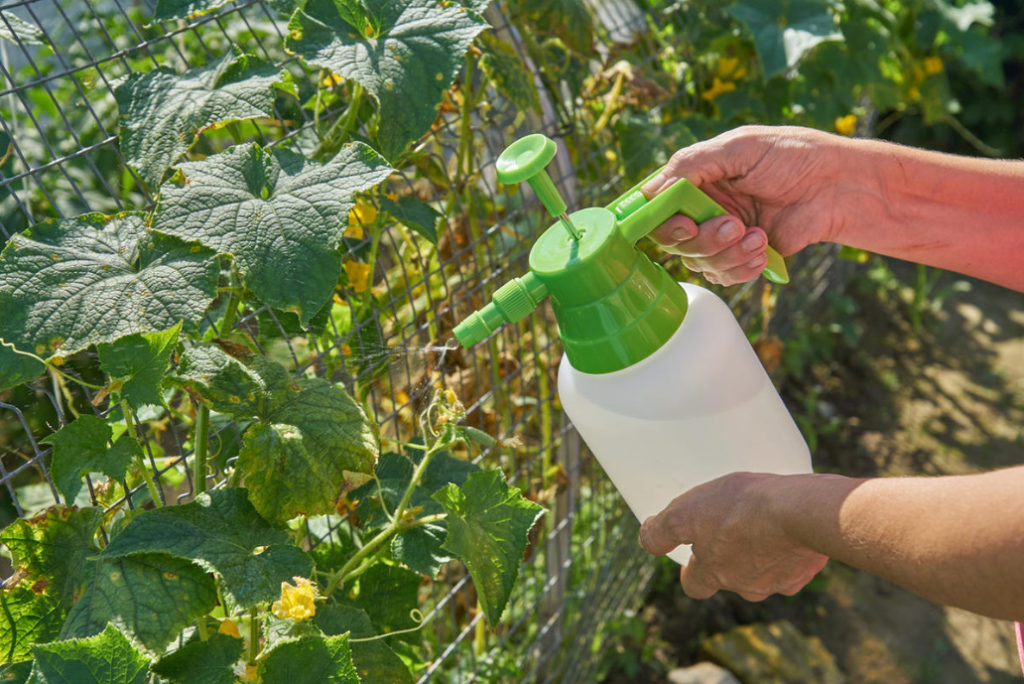 Thrips On Plants: How To Fight And What Drugs To Use (Part 1)