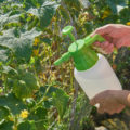 Thrips On Plants: How To Fight And What Drugs To Use (Part 2)