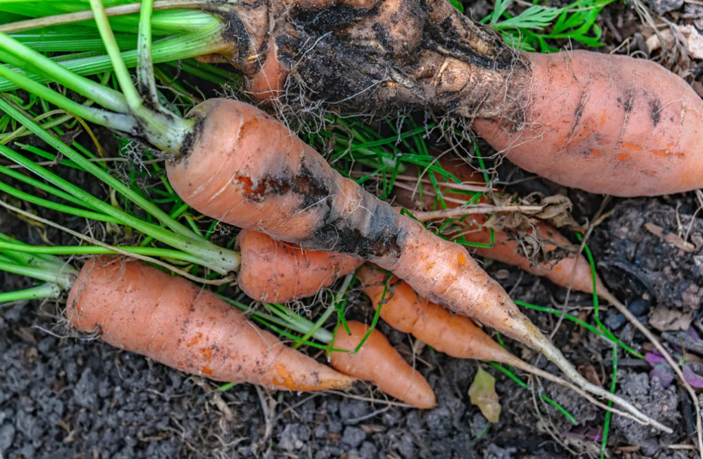 Tobacco Dust In The Garden And Vegetable Garden How To Use Against