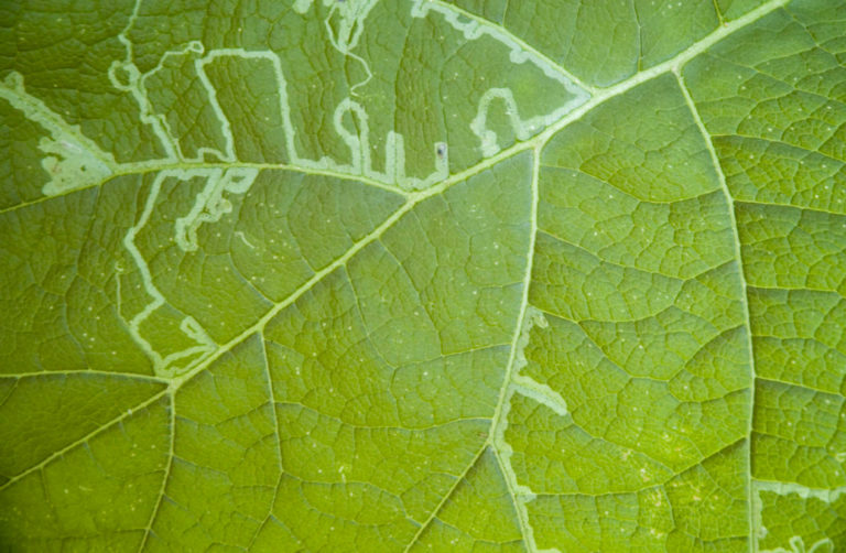 Tobacco Dust In The Garden And Vegetable Garden How To Use Against