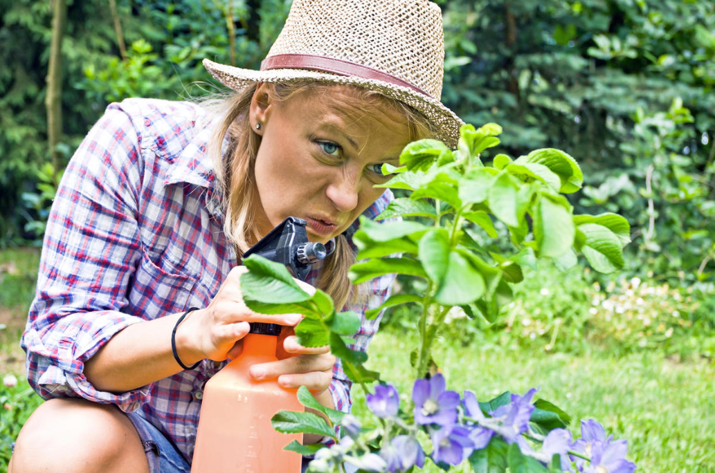 Tobacco Dust In The Garden And Vegetable Garden: How To Use Against Pests (Part 1)