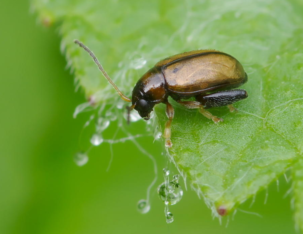 Tobacco Dust In The Garden And Vegetable Garden: How To Use Against Pests (Part 1)