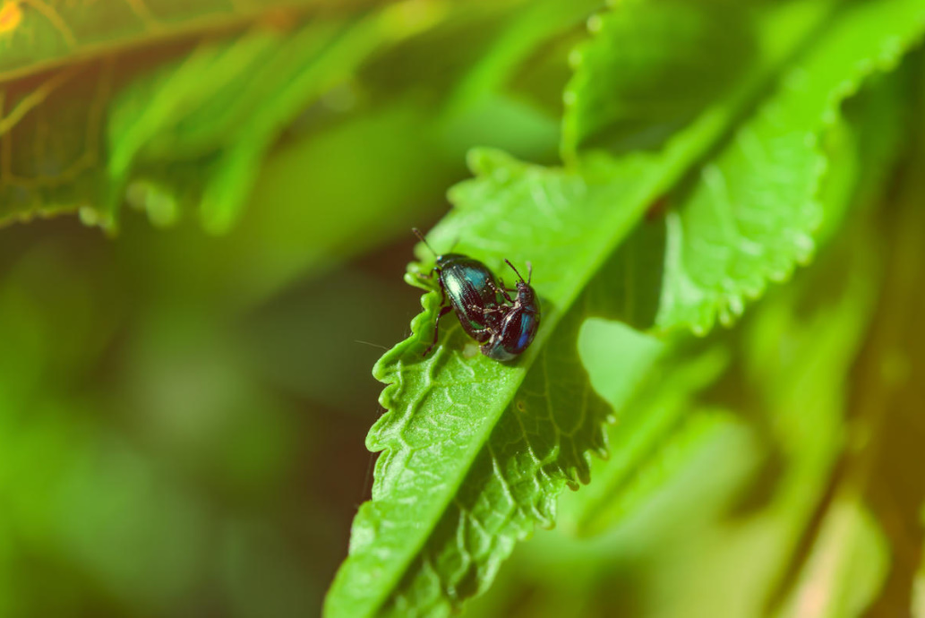 Tobacco Dust In The Garden And Vegetable Garden: How To Use Against Pests (Part 1)