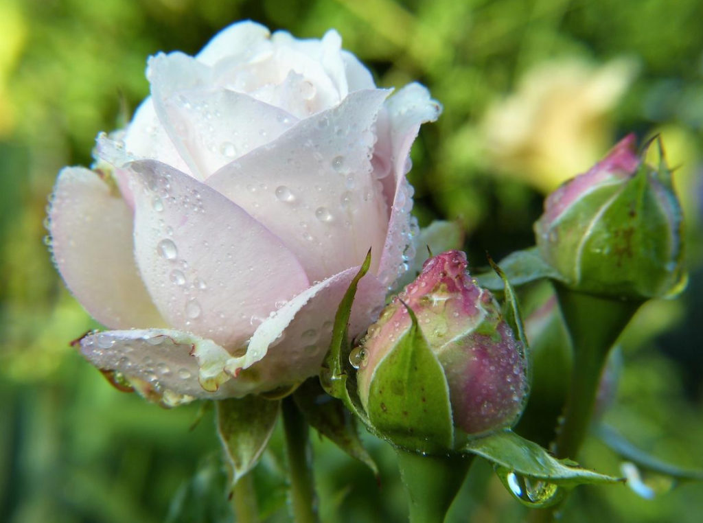 Top Dressing For Roses In Questions And Answers
