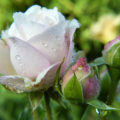 Top Dressing For Roses In Questions And Answers