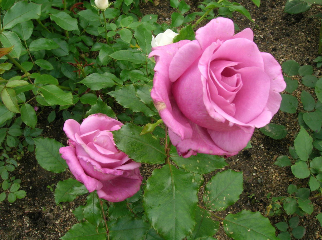 Top Dressing For Roses In Questions And Answers