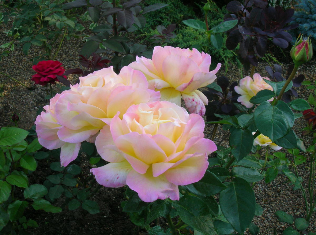 Top Dressing For Roses In Questions And Answers