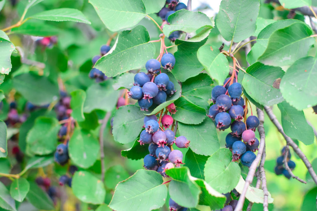 Useful Properties Of Amelanchier And Its Contraindications