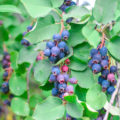 Useful Properties Of Amelanchier And Its Contraindications