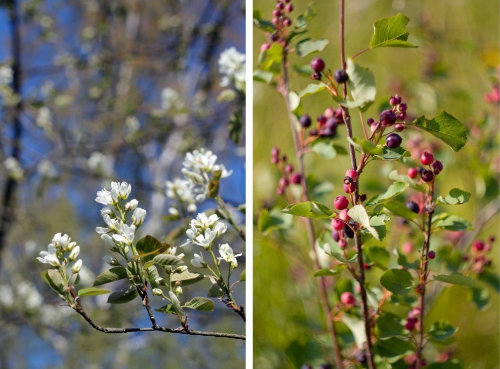 Useful Properties Of Amelanchier And Its Contraindications
